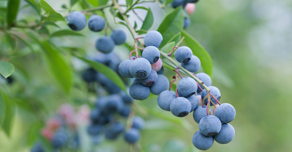 ブルーベリー（イメージ）