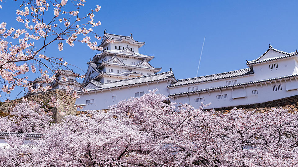 姫路城（イメージ）/「桜雲に浮かぶ姫路城」兵庫県の秦 勉さんの作品