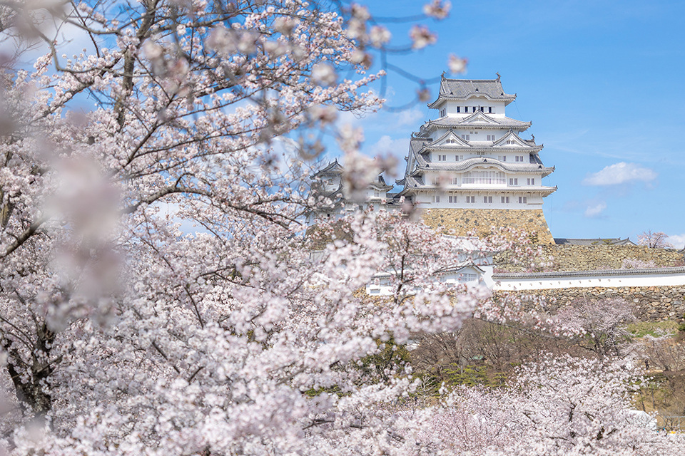 姫路城（イメージ）/「桜咲く姫路城」兵庫県のP.N.ｙｏｋｏｍａｍａさんの作品