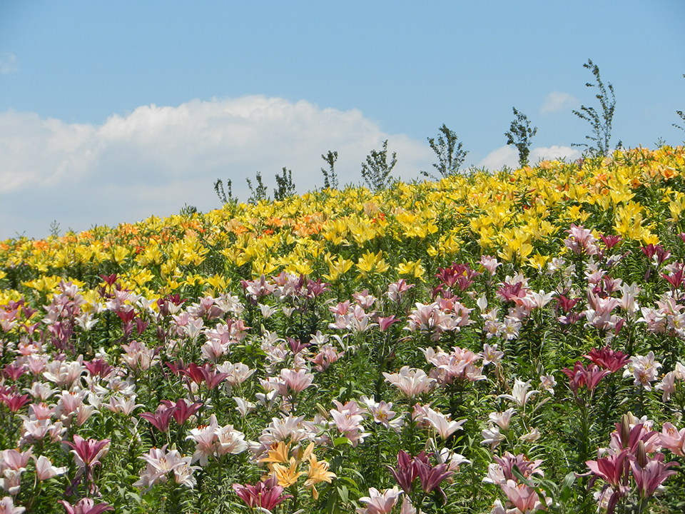 大阪まいしまシーサイドパークのユリ園（イメージ）/大阪府の藤本 寿美子さんの作品