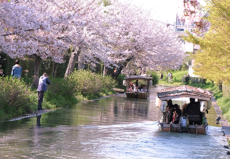 伏見十石舟（イメージ）/「桜と屋形船」奈良県のP.N.カズサンさんの作品