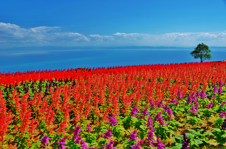 兵庫県立公園あわじ花さじき（イメージ）/「赤いサルビアの丘」奈良県のP.N.カズサンさんの作品