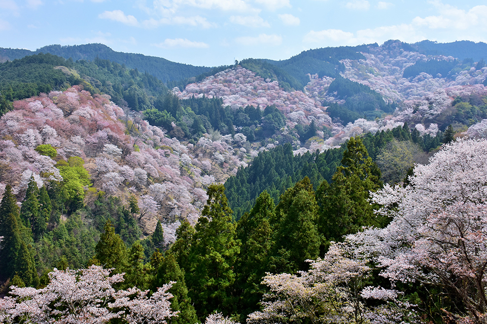 吉野山（イメージ）/「一目千本に納得」兵庫県のP.N.ＲＯＫＫＯさんの作品