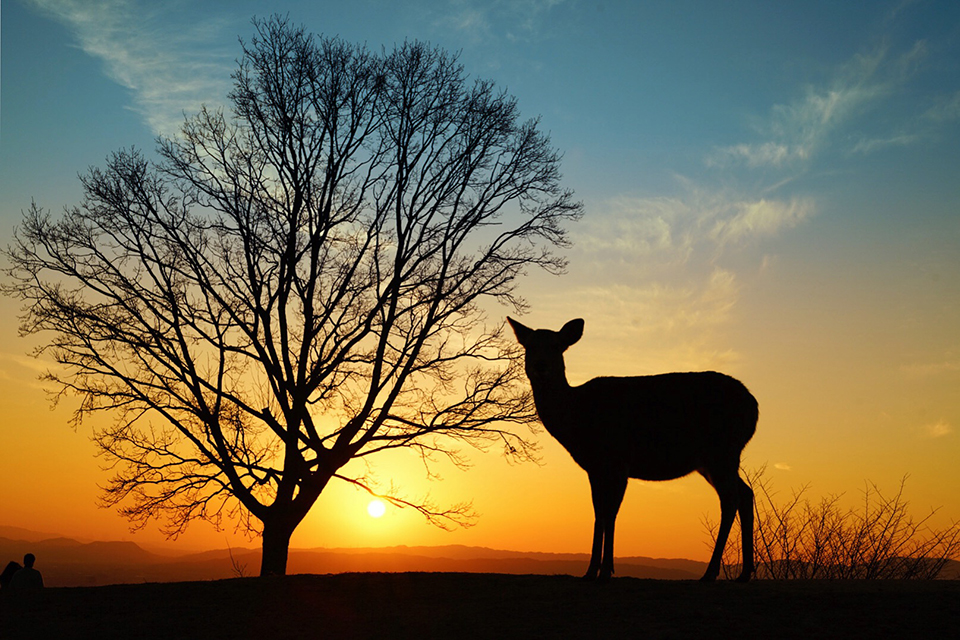 奈良公園（イメージ）/「夕日を眺める奈良の鹿さん」奈良県のP.N.るるさんの作品