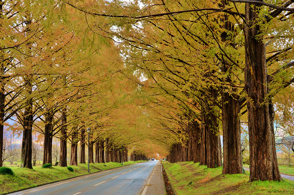 メタセコイア並木（イメージ）/「紅葉のメタセコイア並木１」奈良県のP.N.カズサンさんの作品