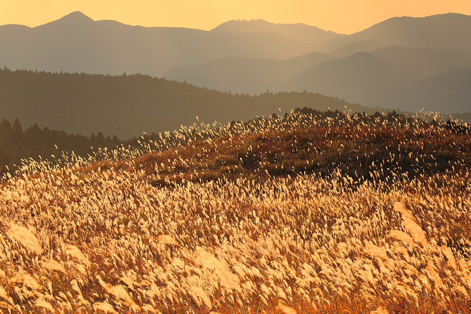 曽爾高原（イメージ）/「黄金色に輝く」三重県の明石 義男さんの作品