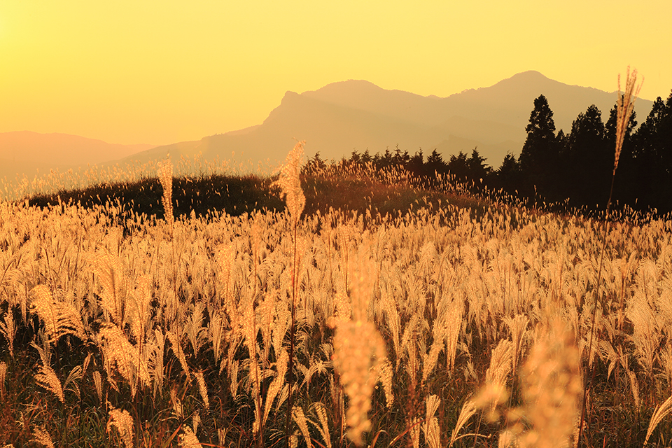 曽爾高原（イメージ）/「黄金色の丘・曽爾高原」三重県の明石 義男さんの作品