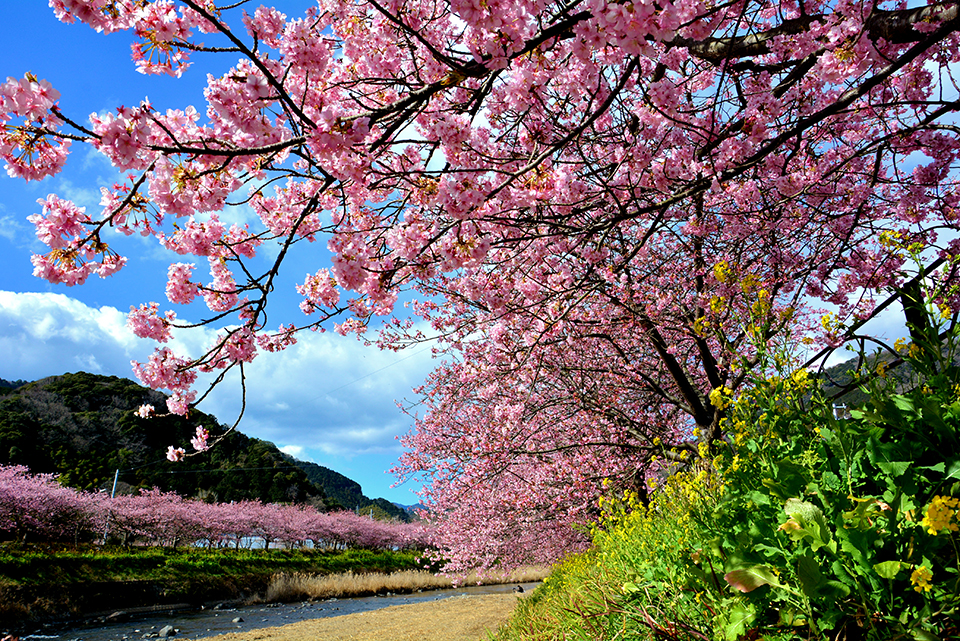 河津桜（イメージ）/「春の訪れ」静岡県の川合 繁男さんの作品