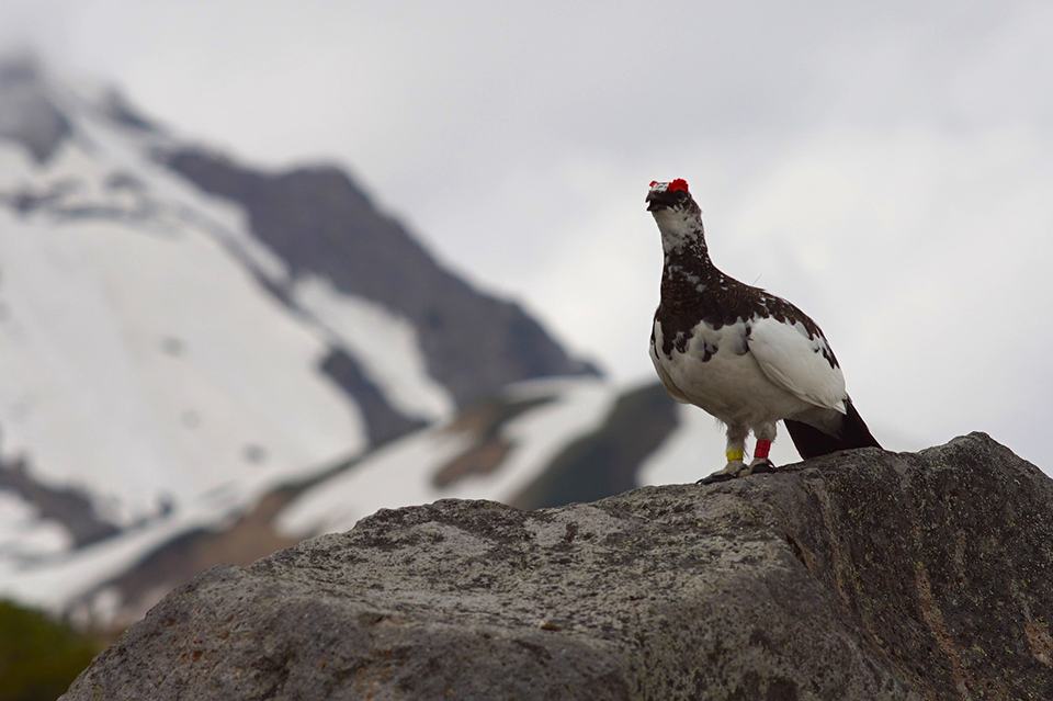 室堂・雷鳥（イメージ）/「パトロール中？の雷鳥」神奈川県の貝島 英夫さんの作品