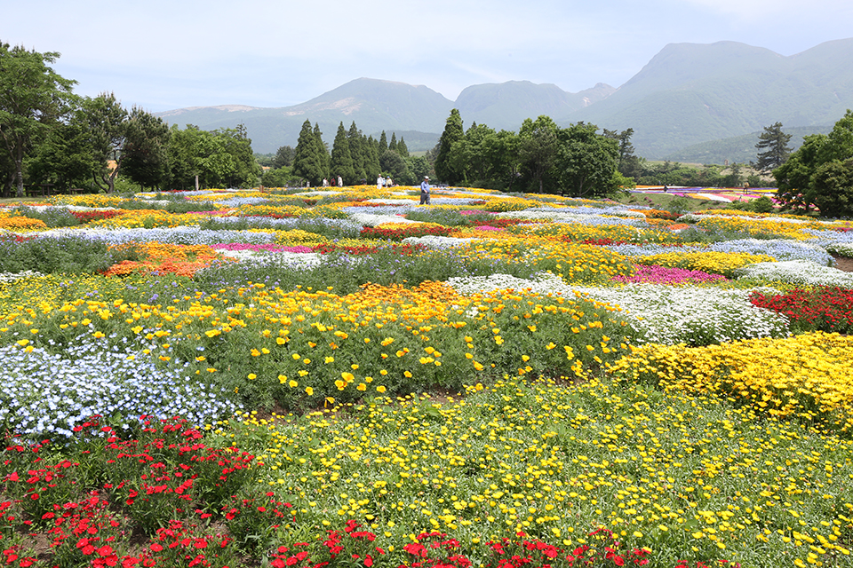 くじゅう花公園（イメージ）/「九重連山を望む花公園」千葉県のPN.禅さん さんの作品