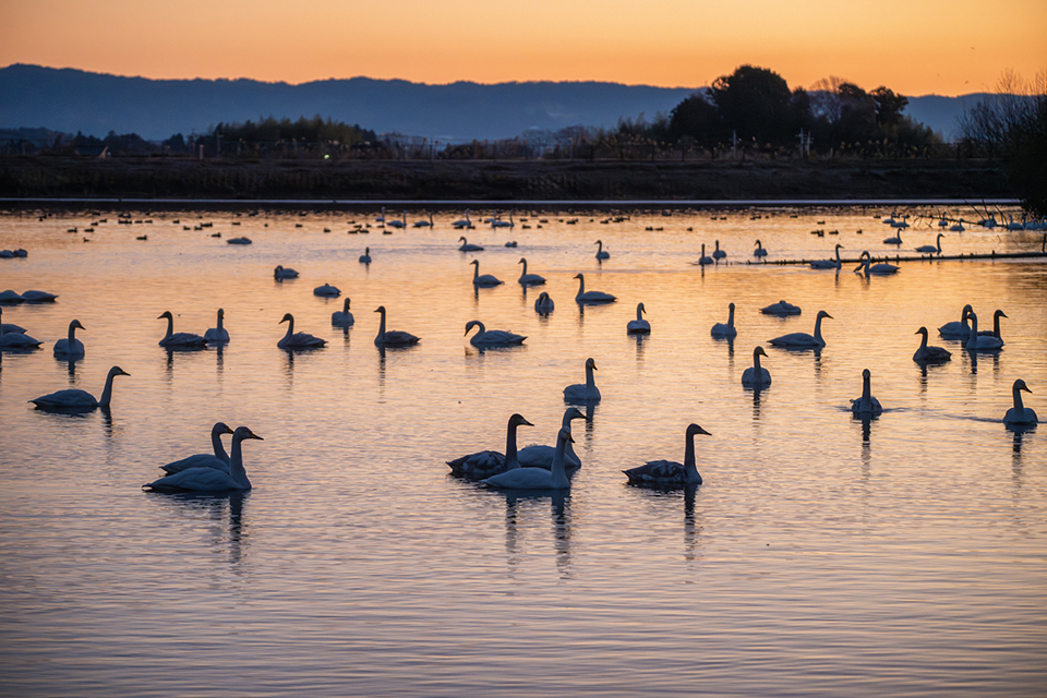 那珂市・古徳沼の白鳥（イメージ）