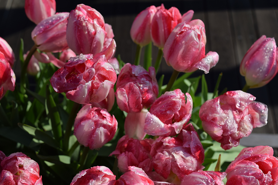 アイスチューリップ（イメージ）