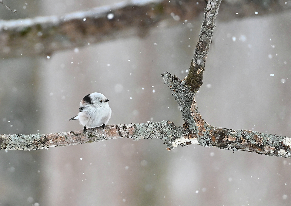 Shimaenaga (Image) / "Snow Shimaenaga" by PN. Pochi in Osaka Prefecture