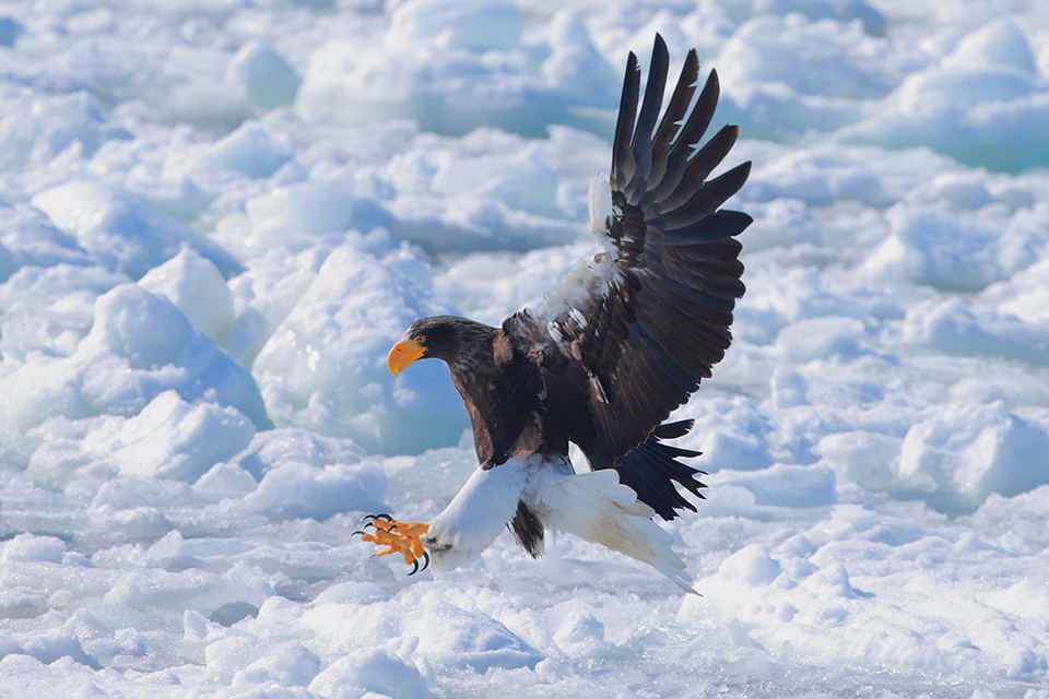 羅臼（イメージ）/「オオワシ爪を出して着氷」千葉県の荻野 智さんの作品