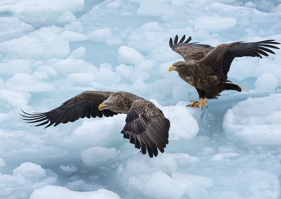 羅臼（イメージ）/「北国の勇者」栃木県のPN.花追い人さんの作品