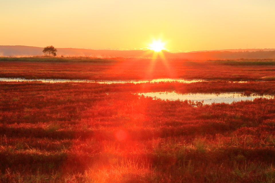 能取湖（イメージ）/「サンゴ草　日の出に輝く」茨城県の相澤 孝一さんの作品