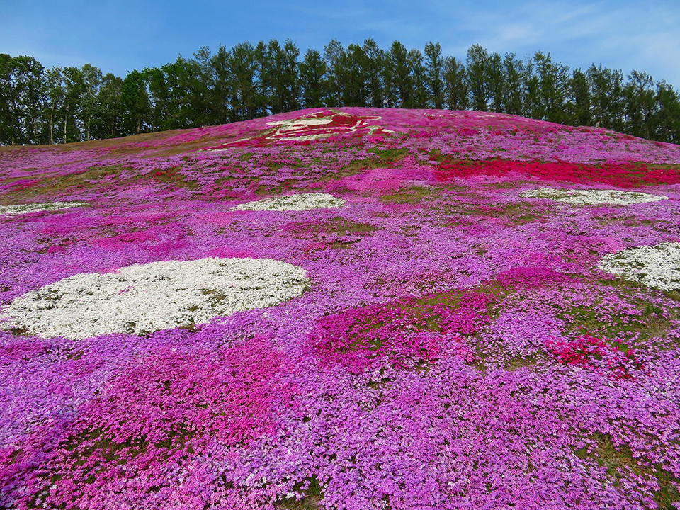 ひがしもこと芝桜公園（イメージ）/「芝桜のパッチワーク」東京都の羽賀 道行さんの作品