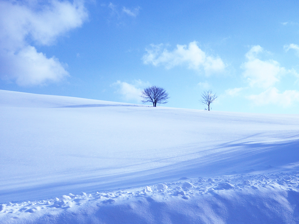 美瑛町（イメージ）/「二本の木」東京都のPN.四季さんの作品