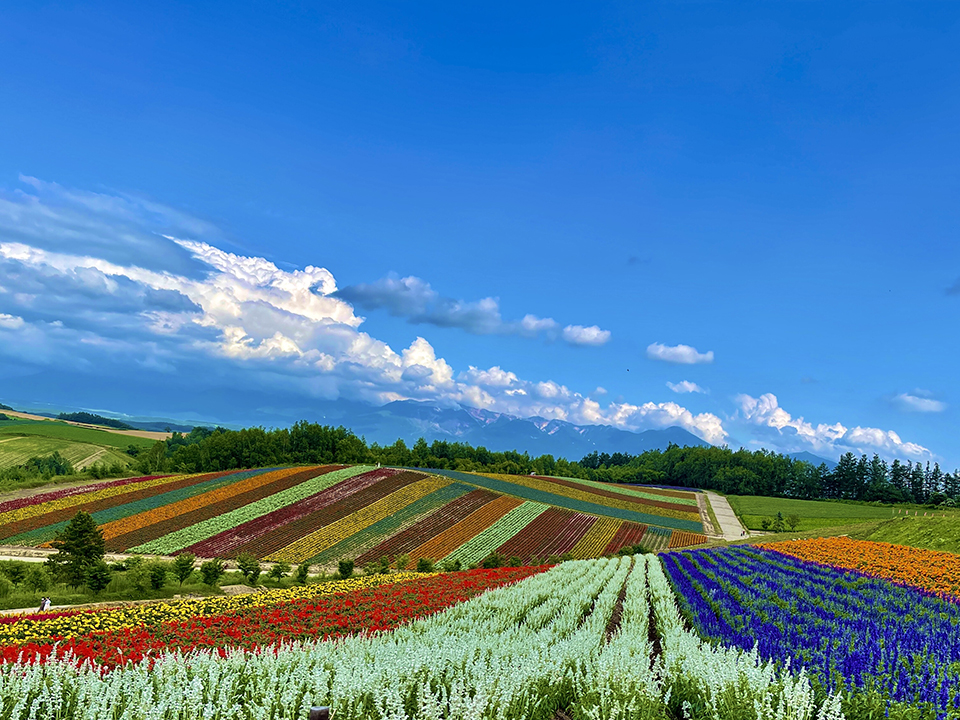美瑛町（イメージ）/「四季彩の丘+北海道」神奈川県の太田 美代子さんの作品