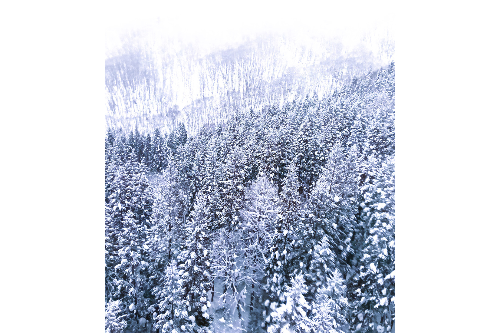 蔵王ロープウェイ 蔵王山麓駅～樹氷高原駅の樹氷（イメージ）