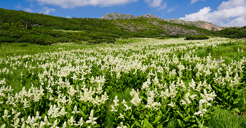 雲ノ平（イメージ）