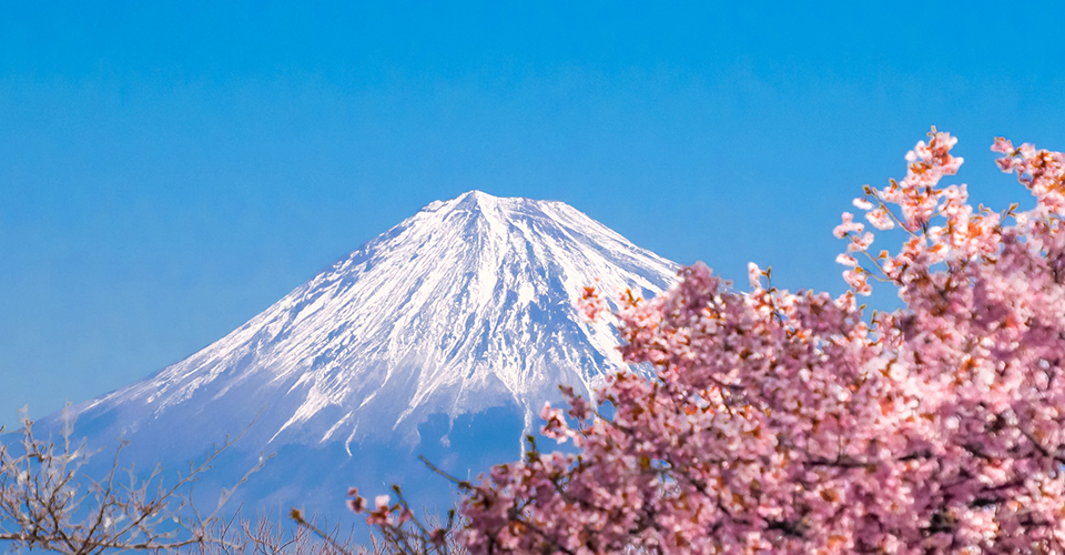 河津桜×富士山（イメージ）