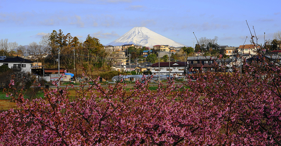 函南の河津桜×富士山（イメージ）