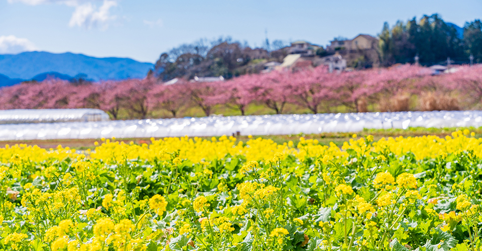 函南の河津桜×菜の花（イメージ）