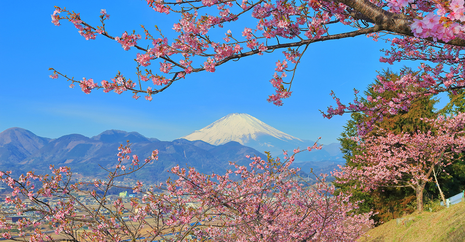 まつだ桜まつりの河津桜×富士山（イメージ）