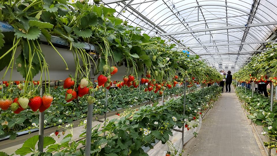 いちごハウス（イメージ）
