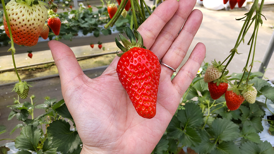 真っ赤に実ったいちご（イメージ）