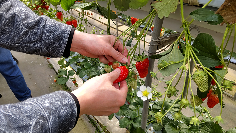 いちご狩り（イメージ）