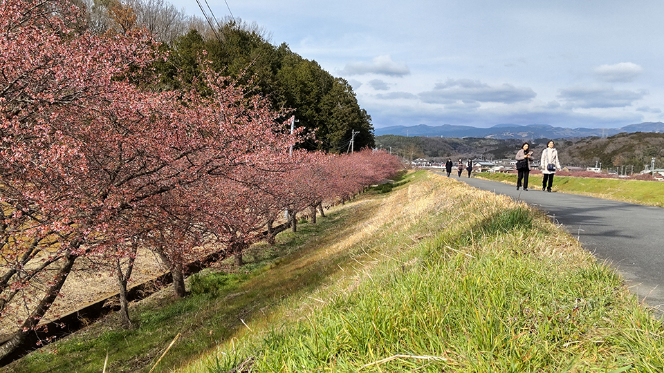 柿沢川の土手沿いに咲く河津桜（イメージ）