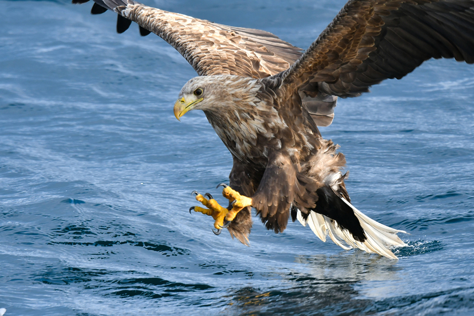 オジロワシ（イメージ）