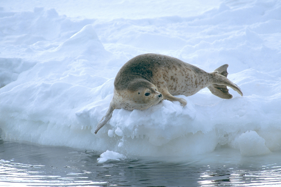 アザラシ（イメージ）