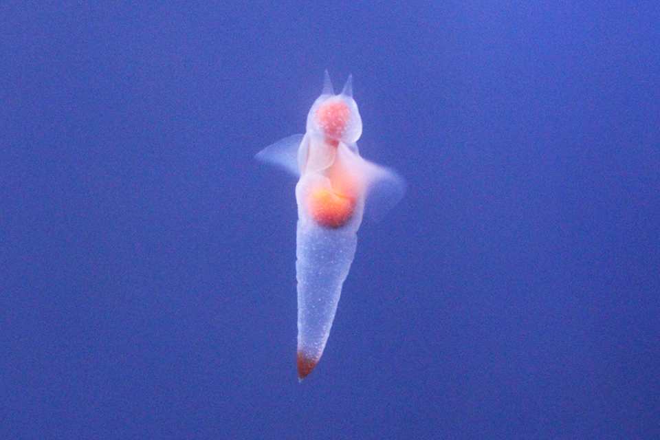 クリオネ（イメージ）