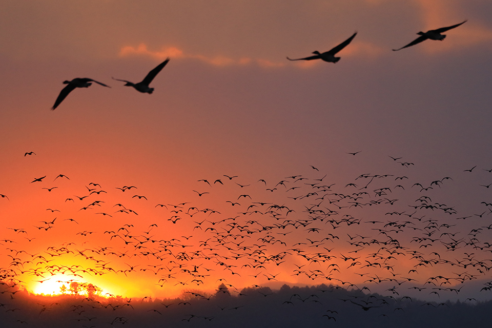 伊豆沼（イメージ）/「早朝の伊豆沼」静岡県の服部 義則さんの作品