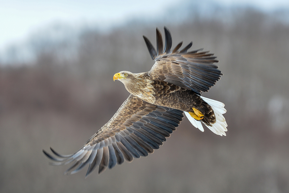 オジロワシ（イメージ）