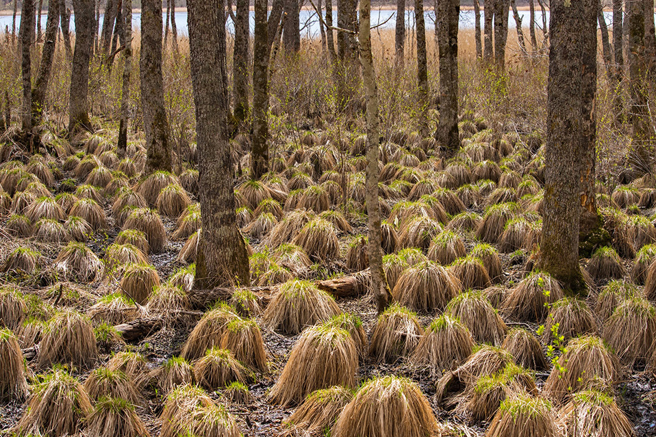 ヤチボウズ（イメージ）