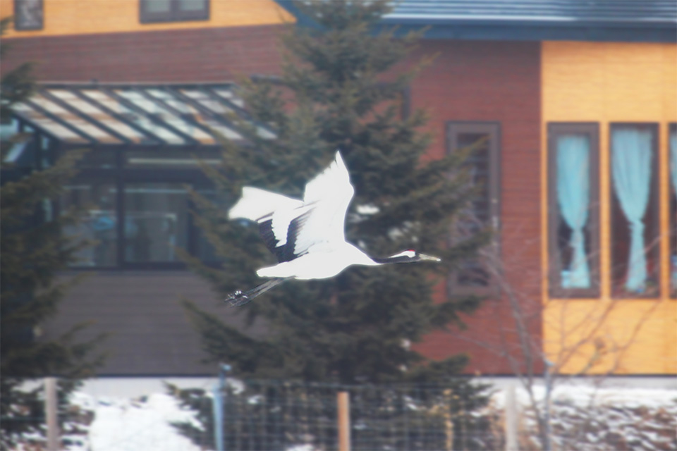 タンチョウ（イメージ）