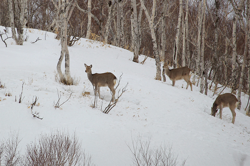 摩周湖周辺にもエゾシカが生息しています（イメージ）