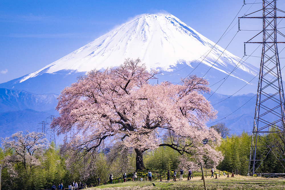わに塚の桜（イメージ）