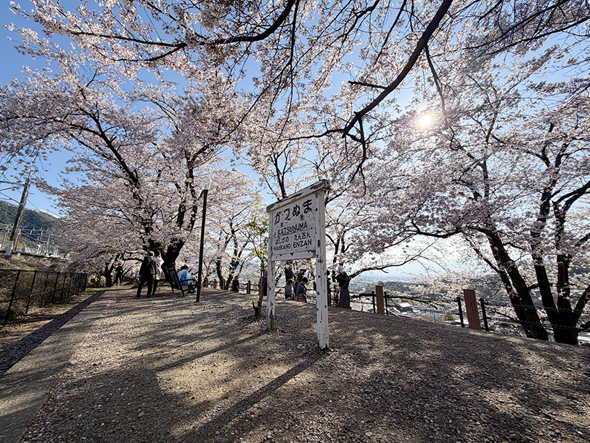 甚六桜公園（イメージ・実際のツアーで撮影）