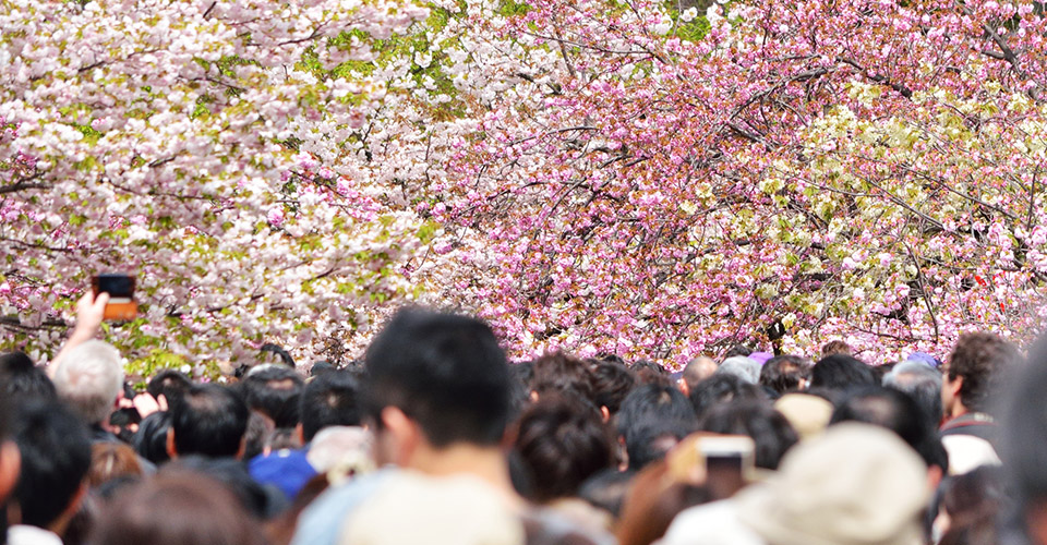 混雑する桜名所（イメージ）