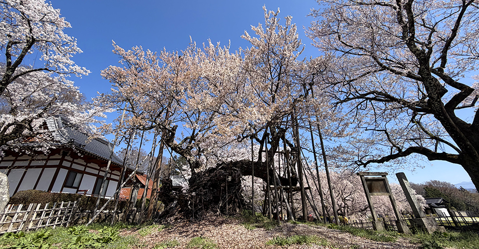 山高神代桜（イメージ・実際のツアーで撮影）