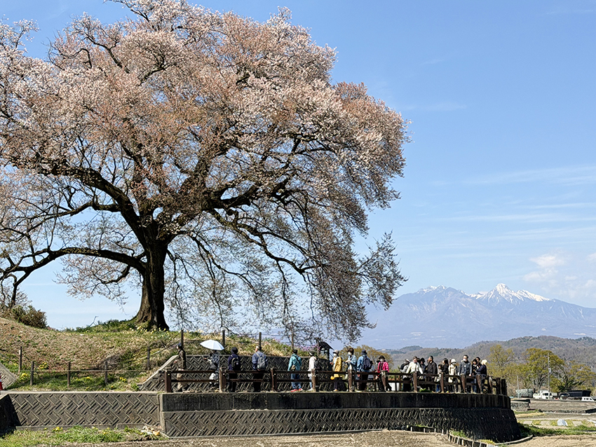 八ヶ岳を背に咲くわに塚の桜（イメージ・実際のツアーで撮影）