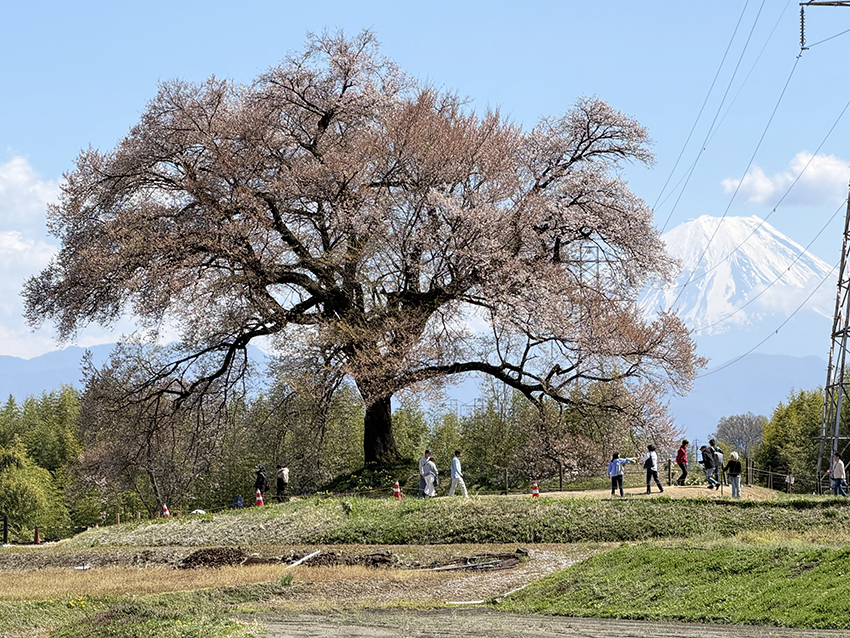 富士山を背に咲くわに塚の桜（イメージ・実際のツアーで撮影）