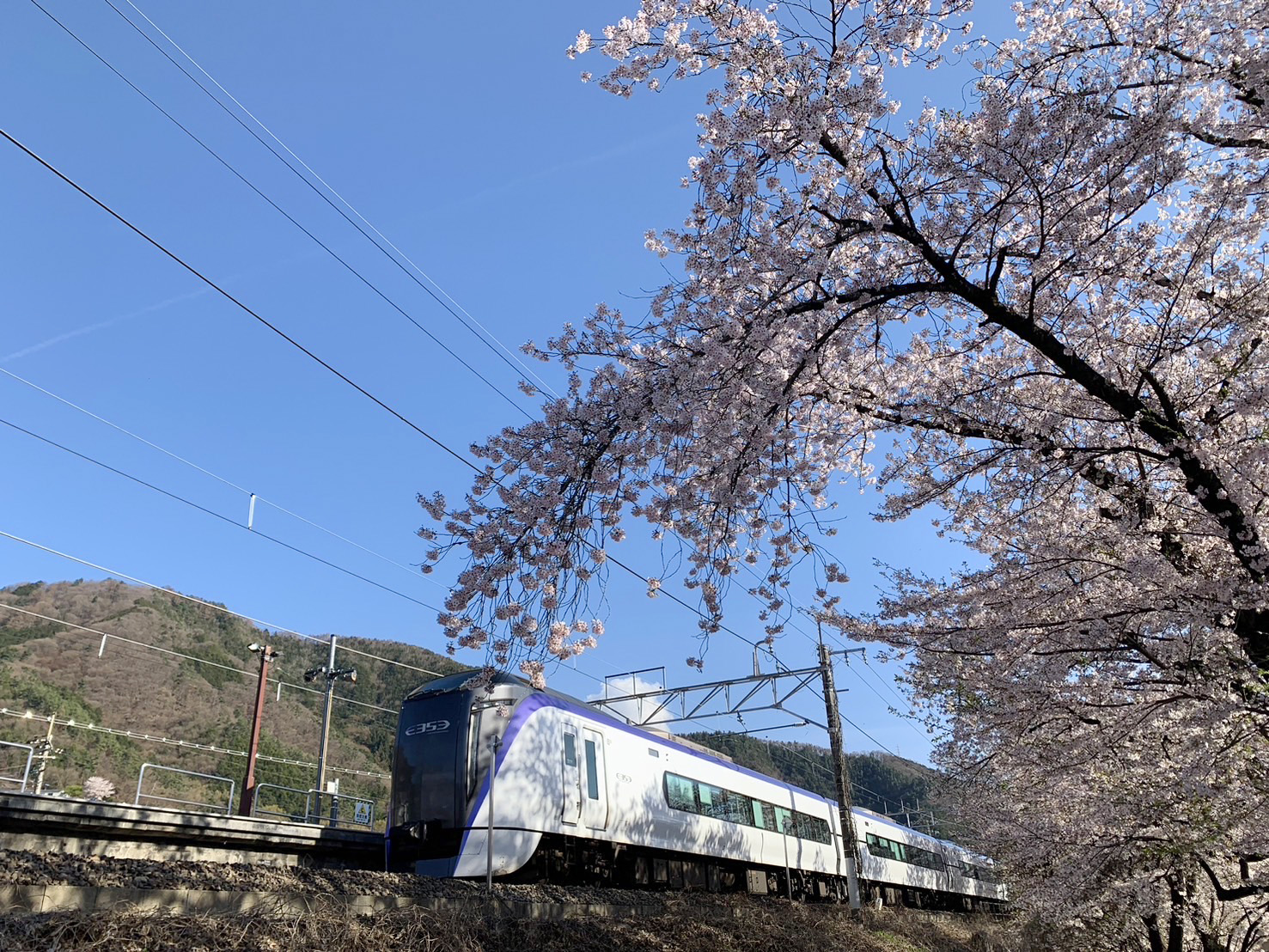 電車と桜の共演（イメージ・実際のツアーで撮影）