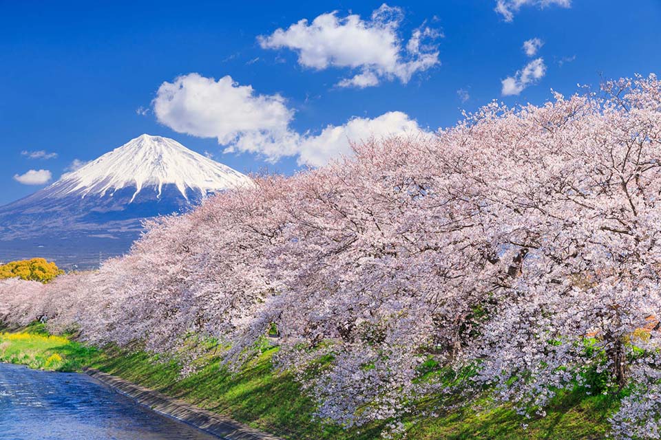 龍巌淵の桜と富士山（イメージ）