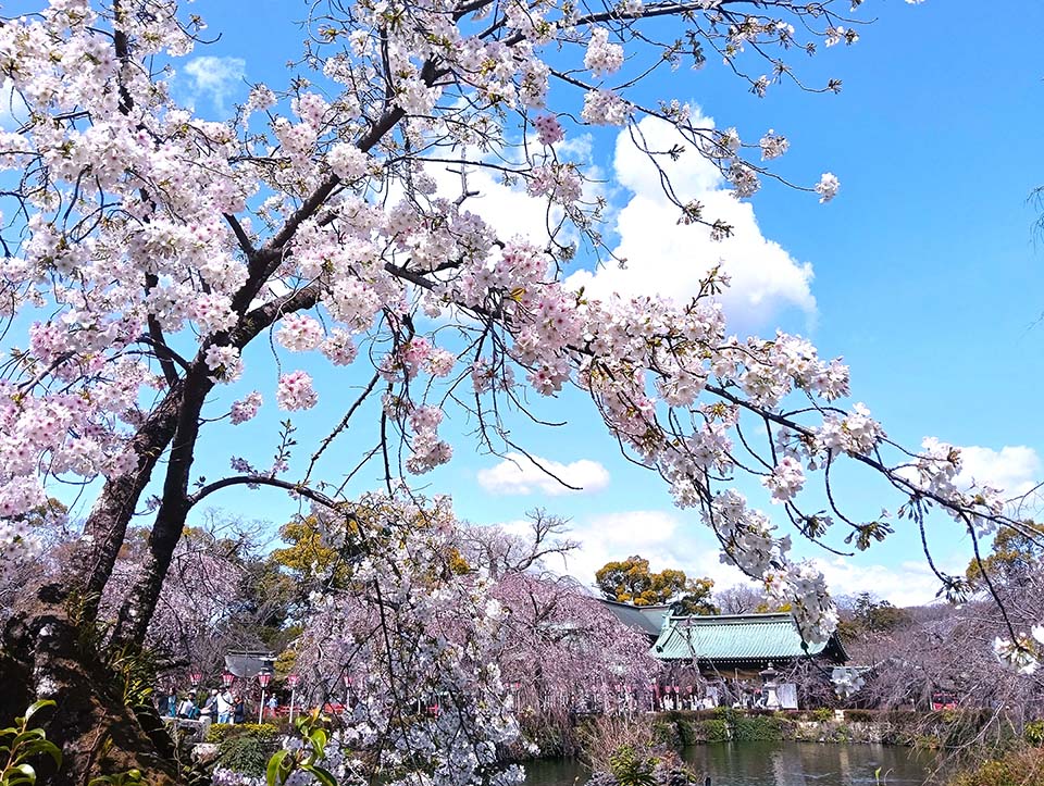 三嶋大社の桜（イメージ）